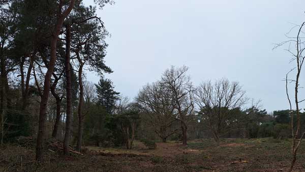 De Borgerheide